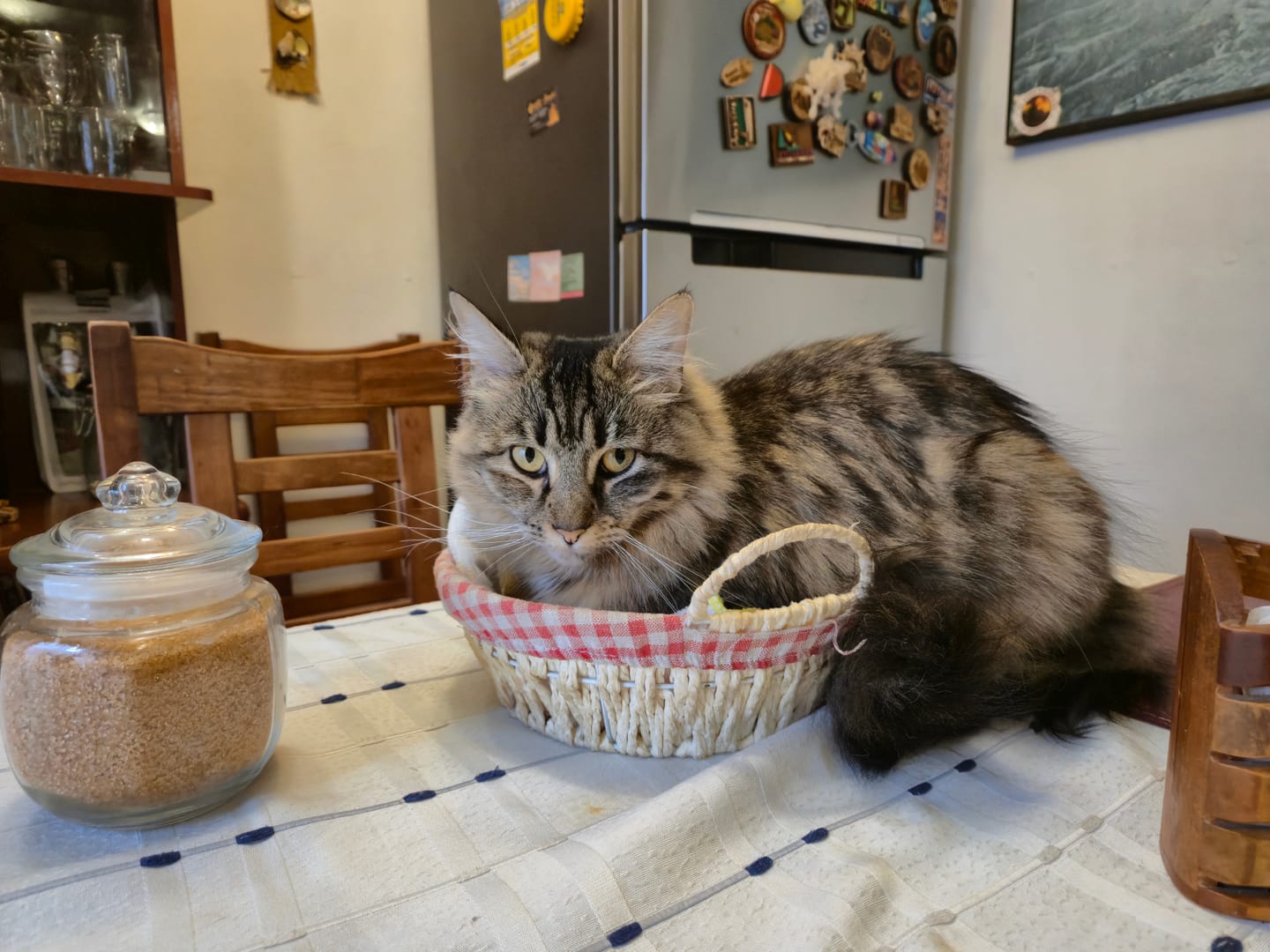 Customer photo review of Nomade Gato Adulto Mix proteico
