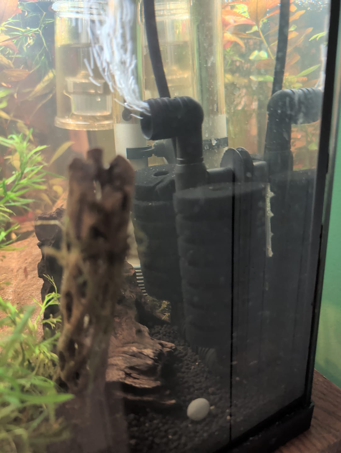 Customer photo review of Sponge Filter