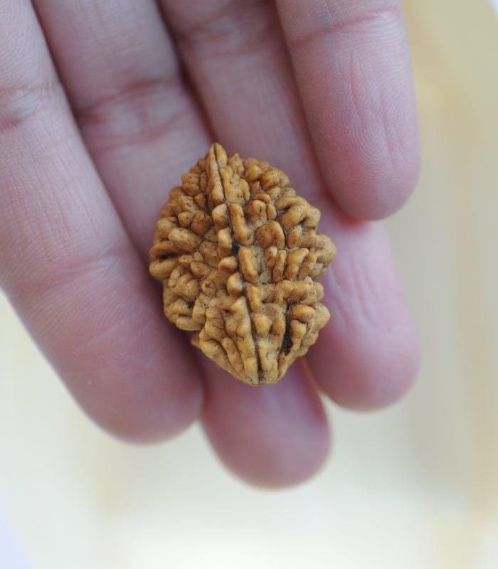 Customer photo review of South India Origin 2 Mukhi Rudraksha - 20mm to 24mm