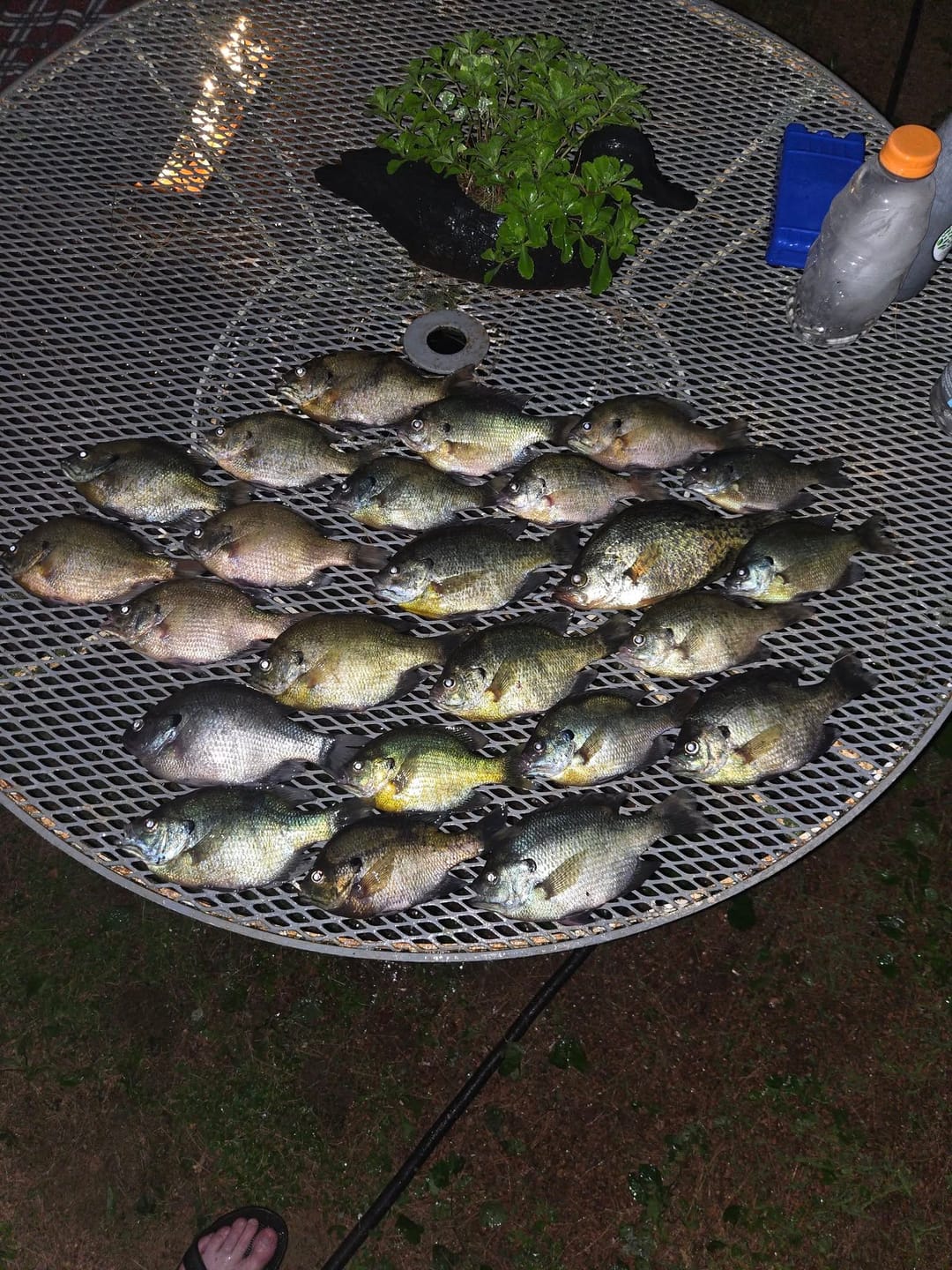 Customer photo review of Fluorescent Chartreuse