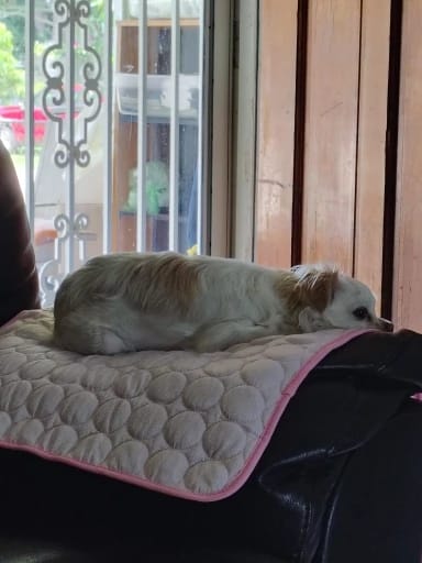 Customer photo review of Coolden Cooling Mat