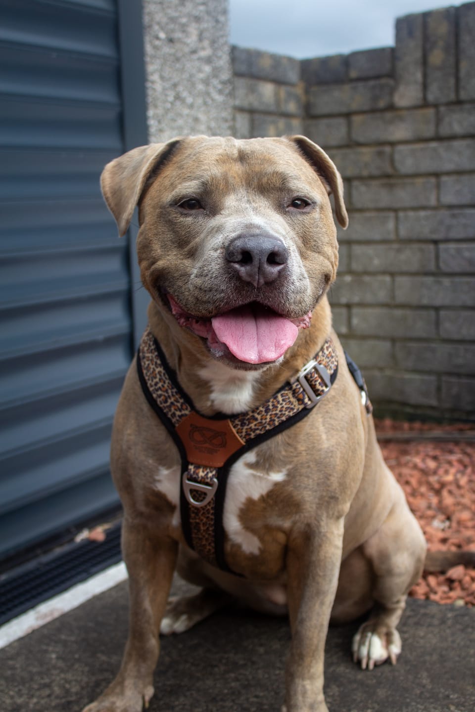 Customer photo review of Staffordshire Bull Terrier 1935® Harness & Leash Set - Leopard