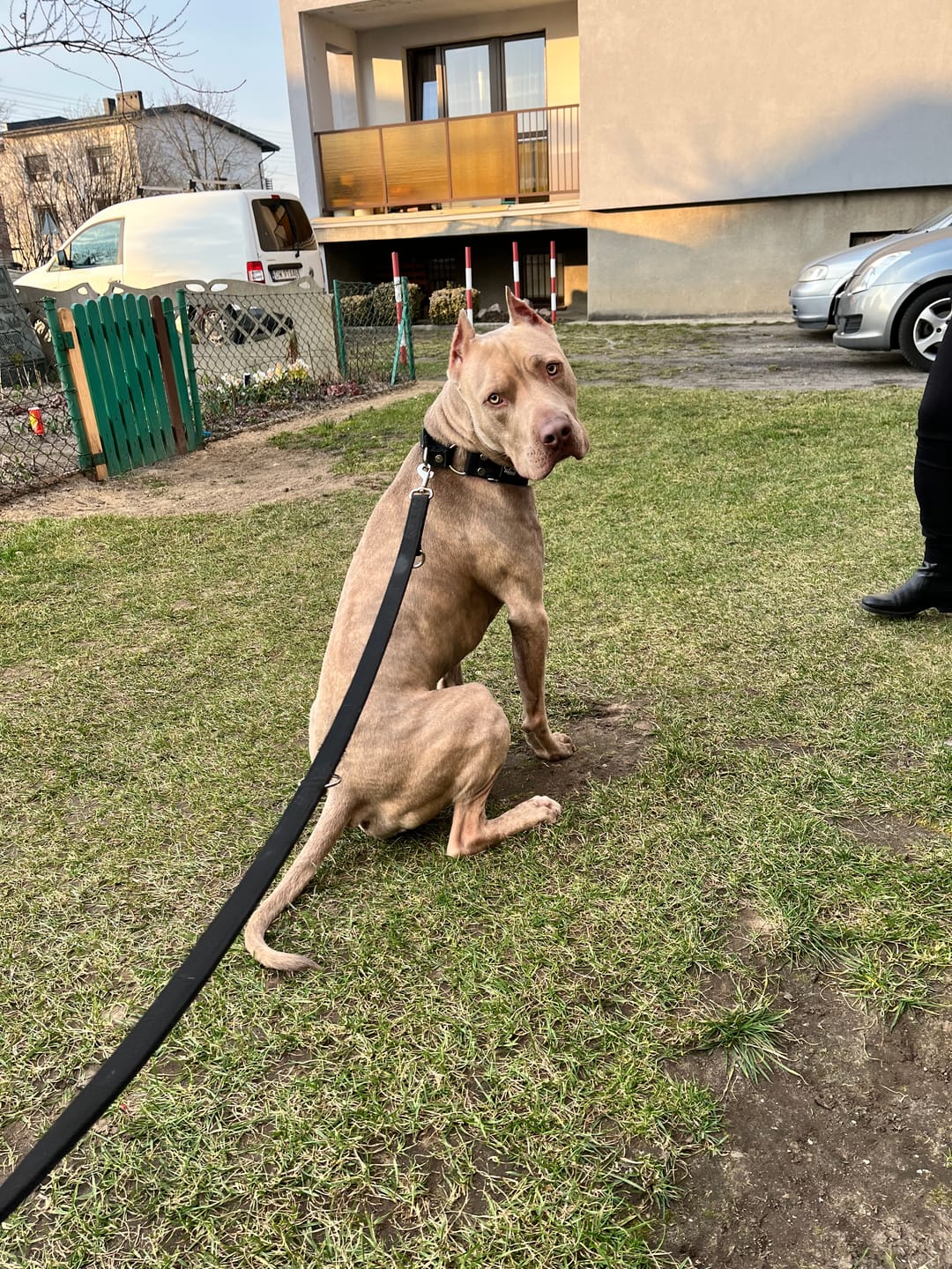 Customer photo review of Szeroka obroża półzaciskowa - Martingale Czarna