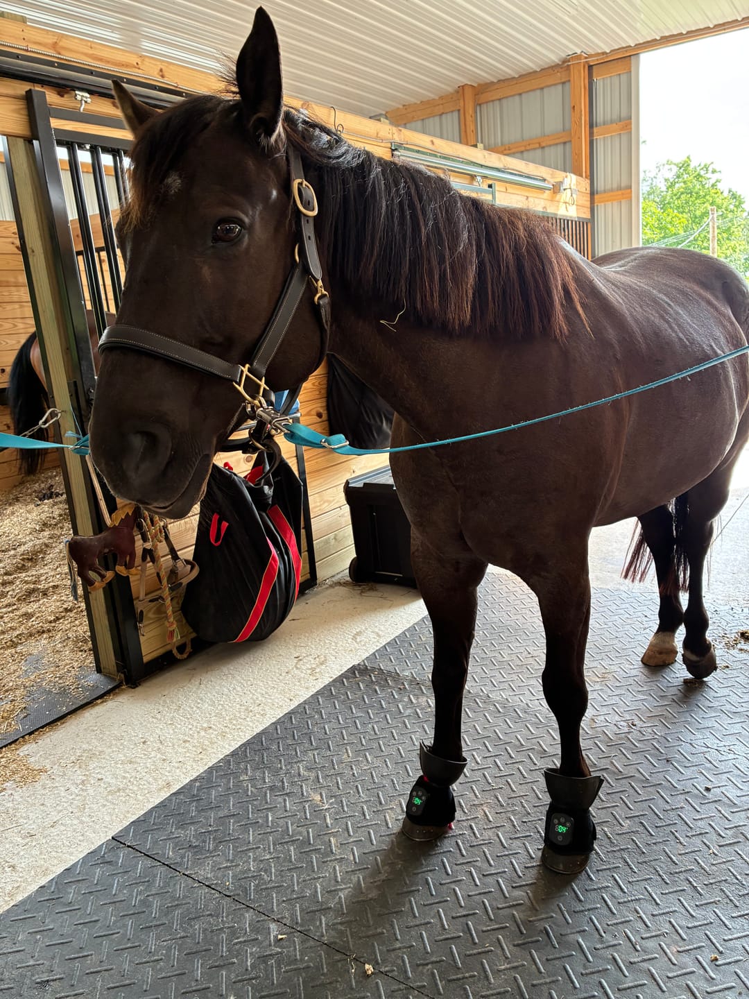 Customer photo review of HorseHalo™ HaloLegs Mini