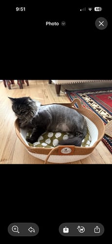 Customer photo review of Instinct Basket | Meet the first research-backed natural territory for indoor cats