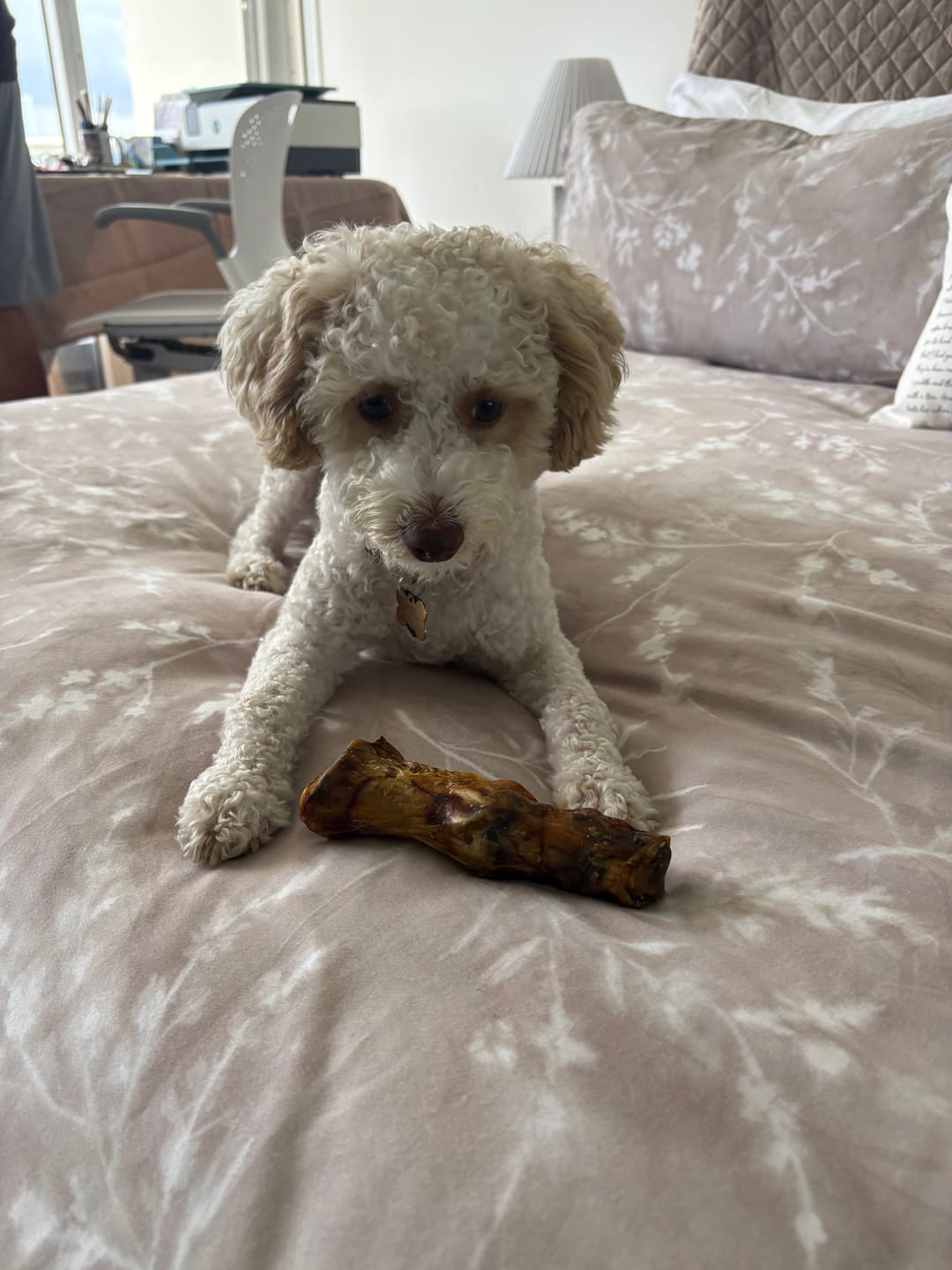 Customer photo review of Ostrich Foot Bone (7" x 3.5"): The Flavorful & Long-Lasting Chew for Small to Medium Dogs