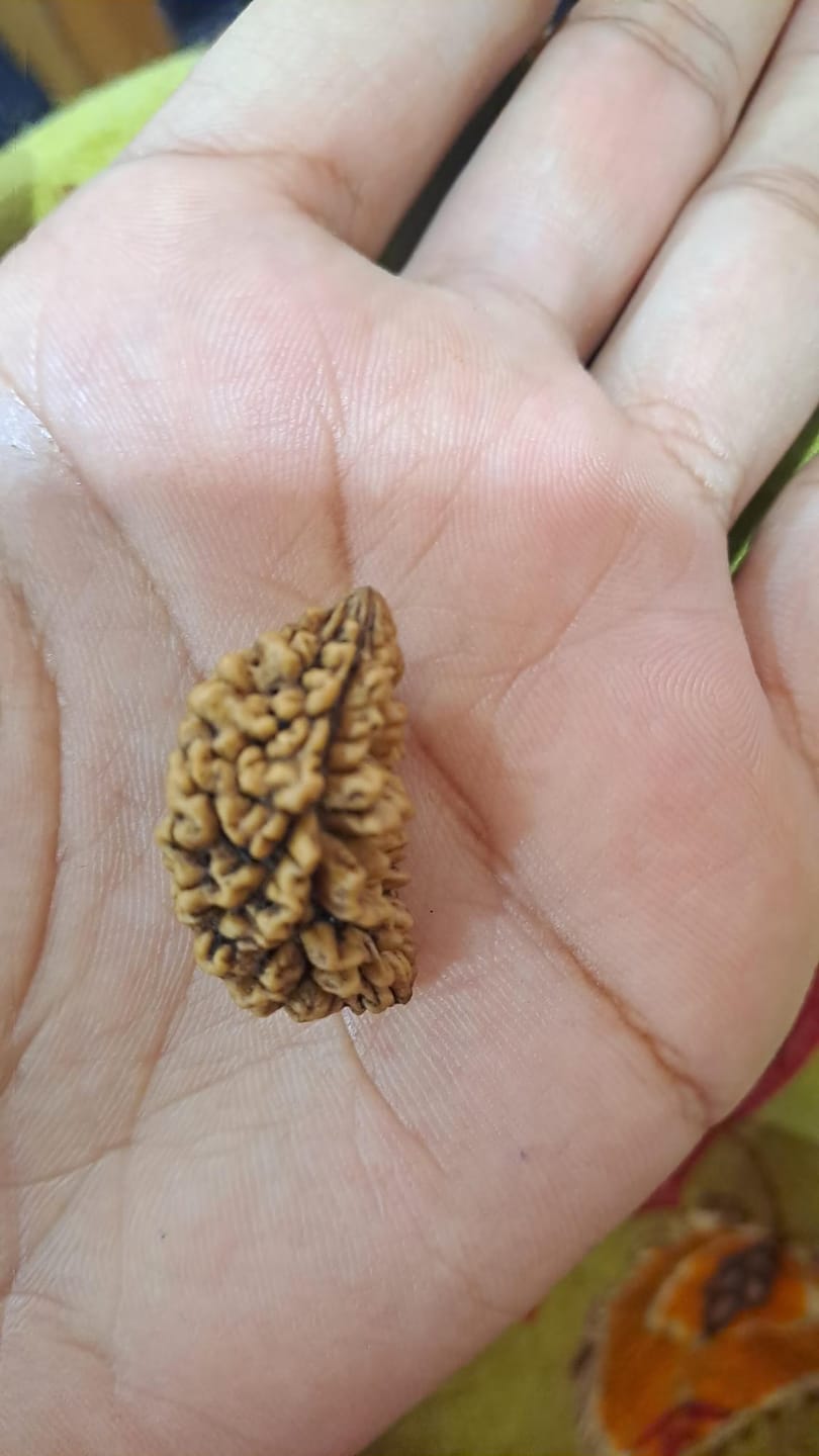 Customer photo review of South India Origin 1 Mukhi Rudraksha - 20mm to 26mm