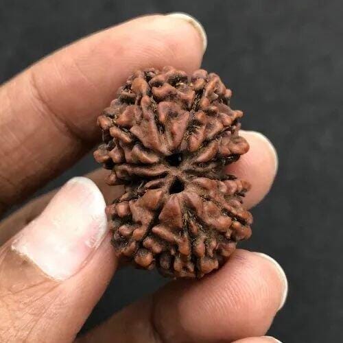 Customer photo review of Gauri Shankar Rudraksha - 100% Natural & Certified