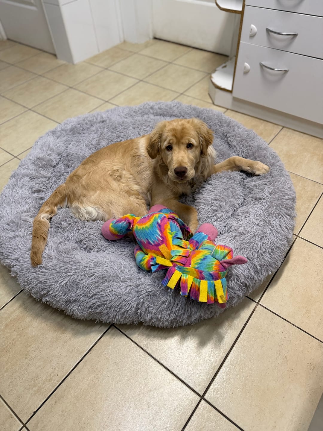 Customer photo review of Cama Anti-Estrés THE DOGS — Menos ansiedad, más descanso