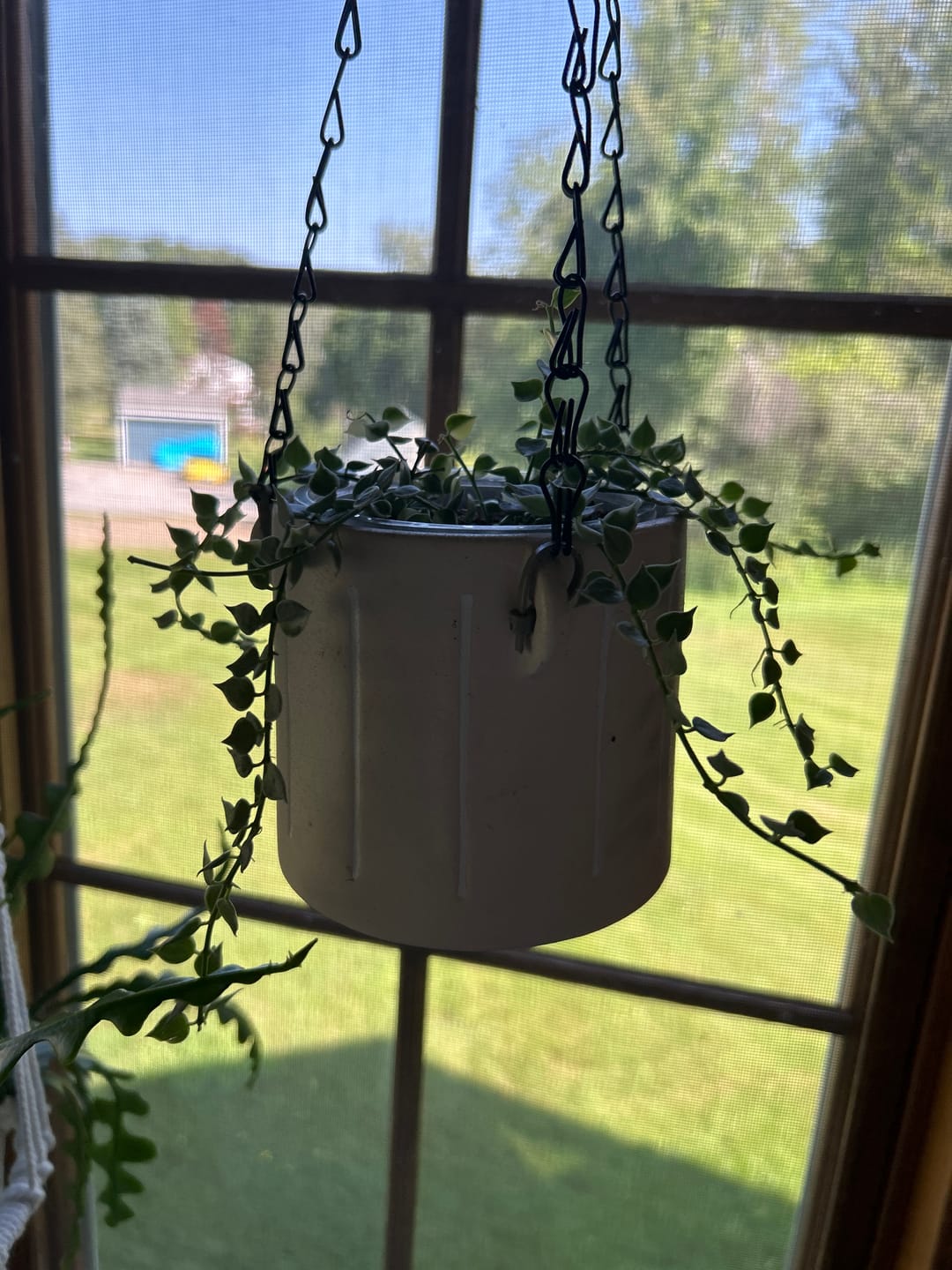 Customer photo review of Dischidia ruscifolia 'Variegata' "Million Hearts"