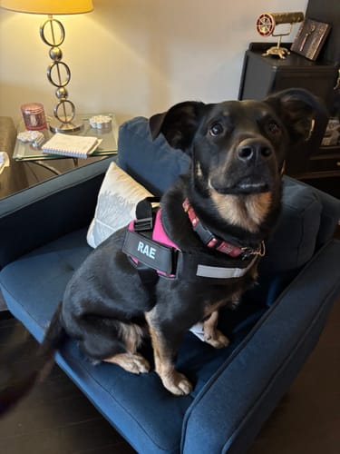 Customer's black and tan dog sitting on a blue chair while wearing a pink Dogshood harness with a 'RAE' name patch.