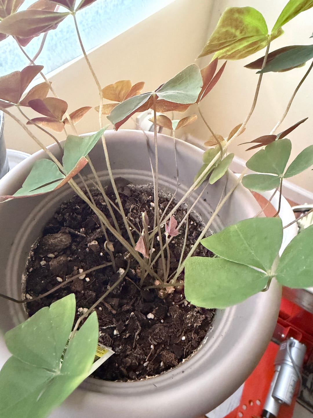 Customer photo review of Plant Juice