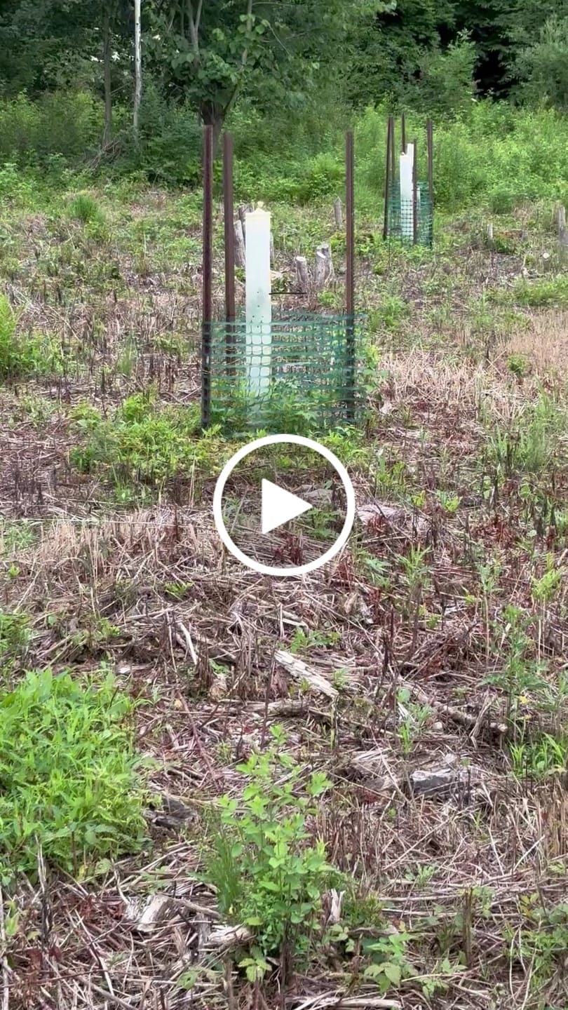 Customer video review of Hybrid Chestnut