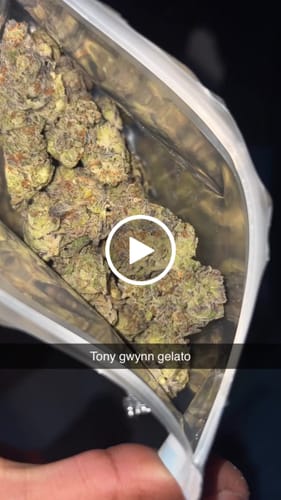 Customer video review of Tony Gwynn Gelato THCA Flower