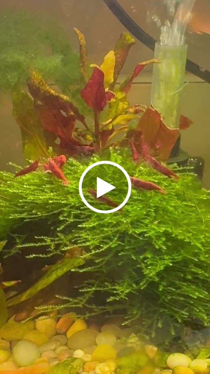 Customer video review of Fire Red Cherry Shrimp