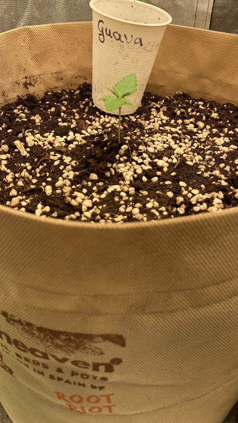 Customer photo review of Root Heaven Stoff Topf
