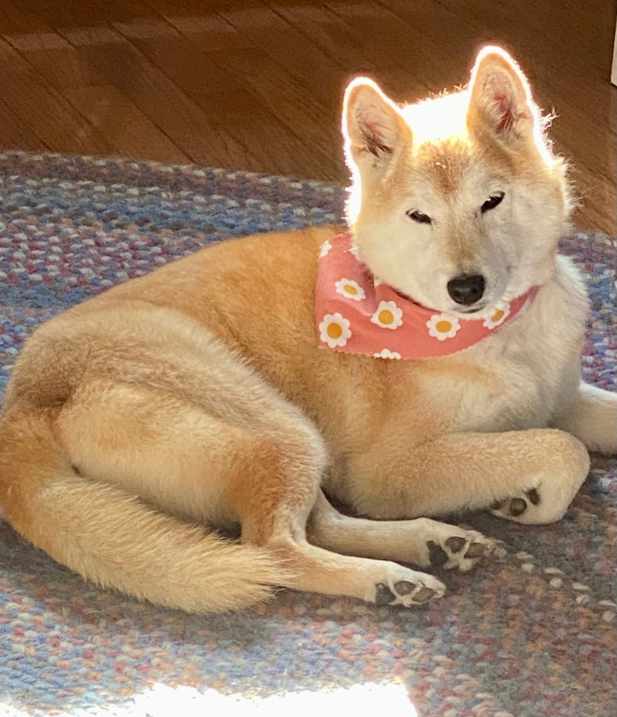 Customer photo review of Iron Paws Daily Human-Grade Superfood For Dogs