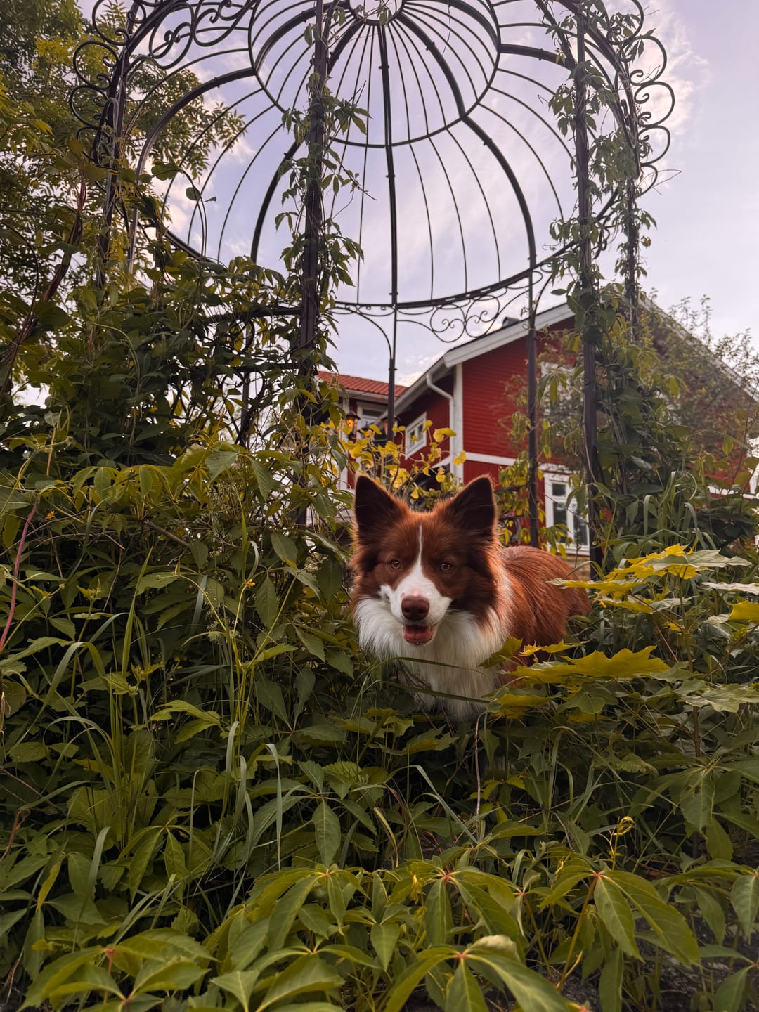 Customer photo review of Lusthus Rosenhuset