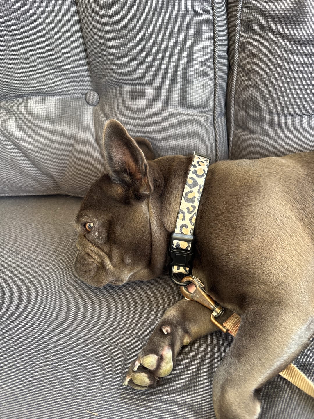 Customer photo review of Halsband - Just Leo