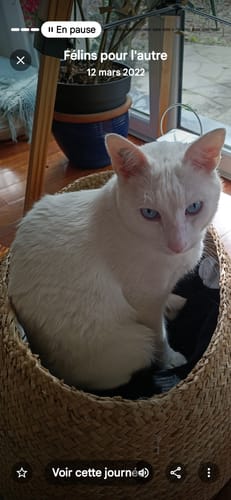 Avis d'un client sur les croquettes : son chat blanc aux yeux bleus est assis dans un panier.