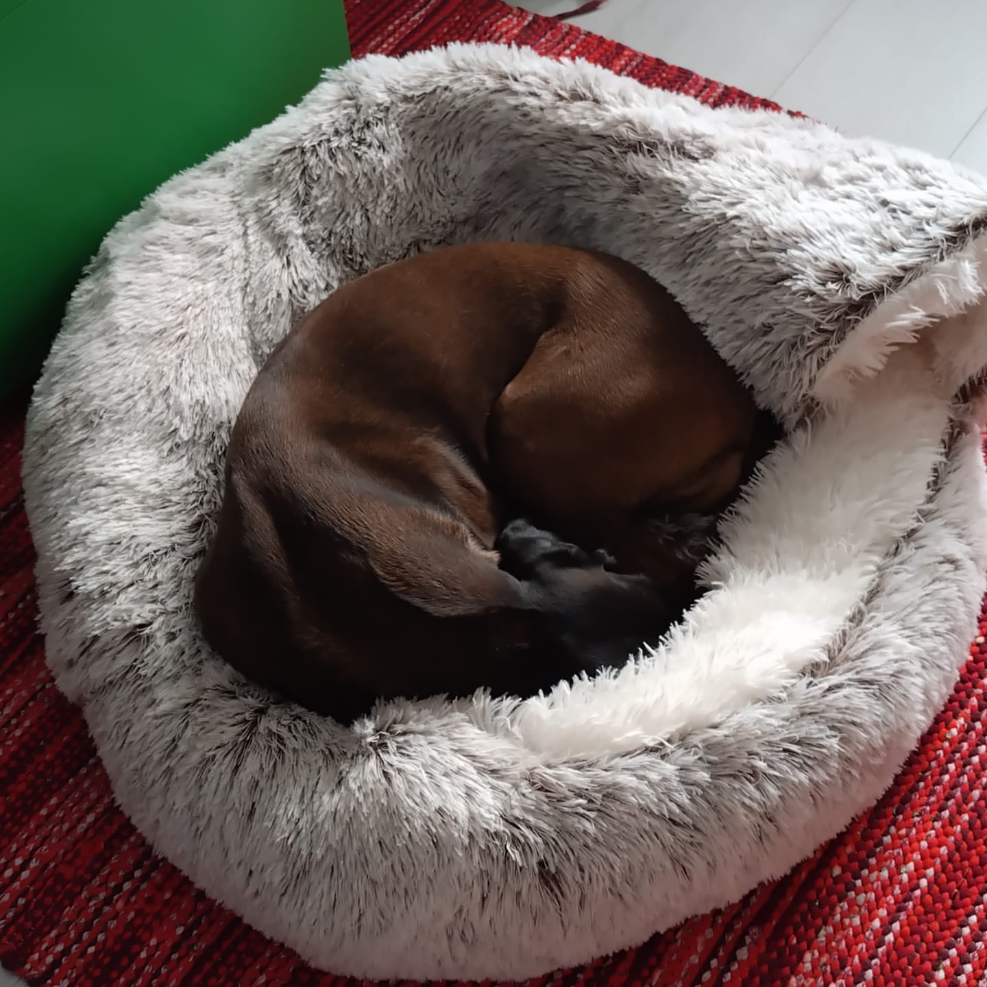 Customer photo review of CozyCave™ rauhoittava luolapeti koirille