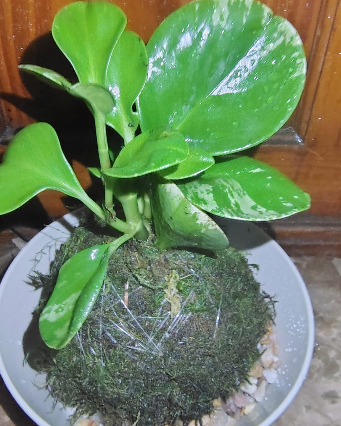Customer photo review of Peperomia Plant Kokedama