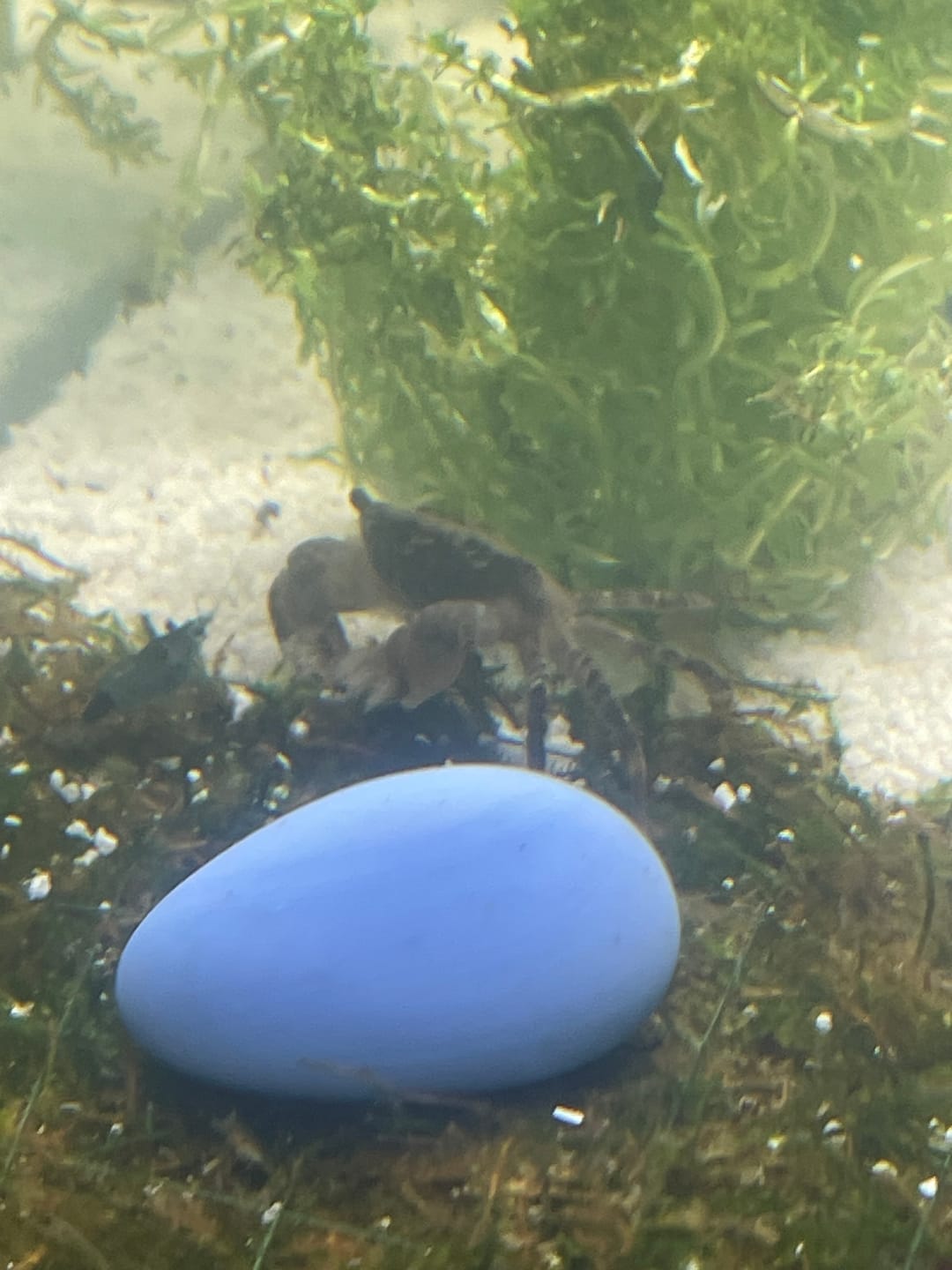 Customer photo review of Blue Velvet Shrimp
