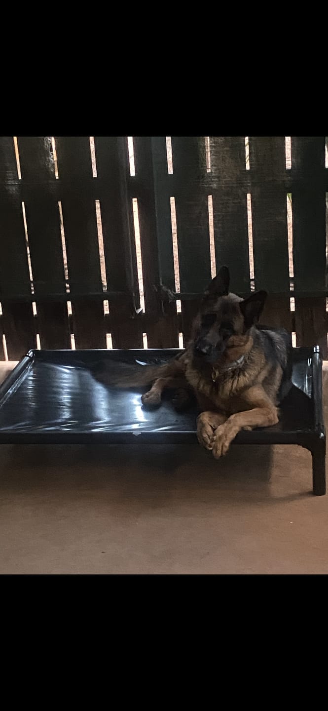 Customer photo review of Reinforced Elevated TuffyBed