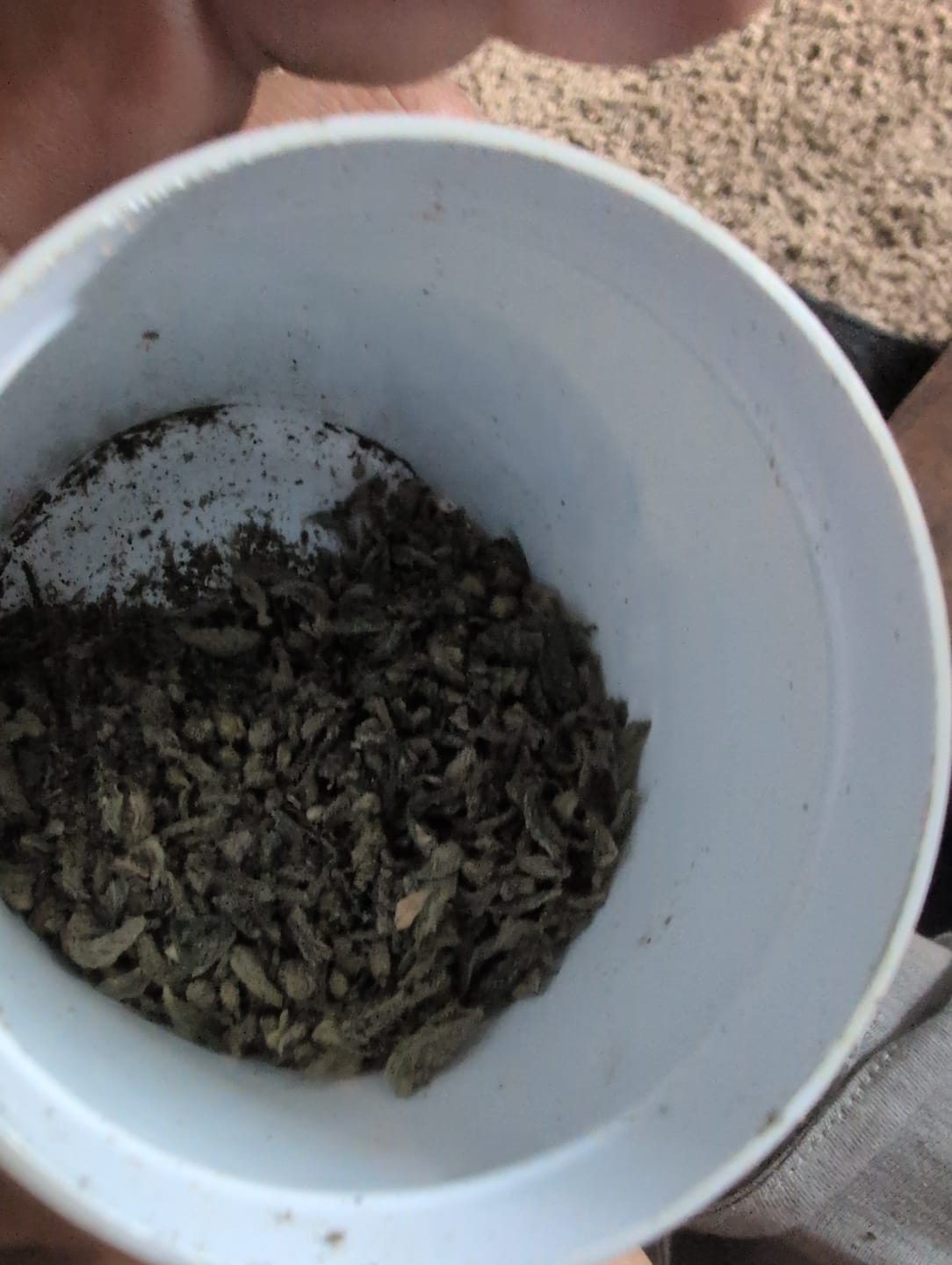 Customer photo review of BOGO - LA Pop Rock Shake 1oz