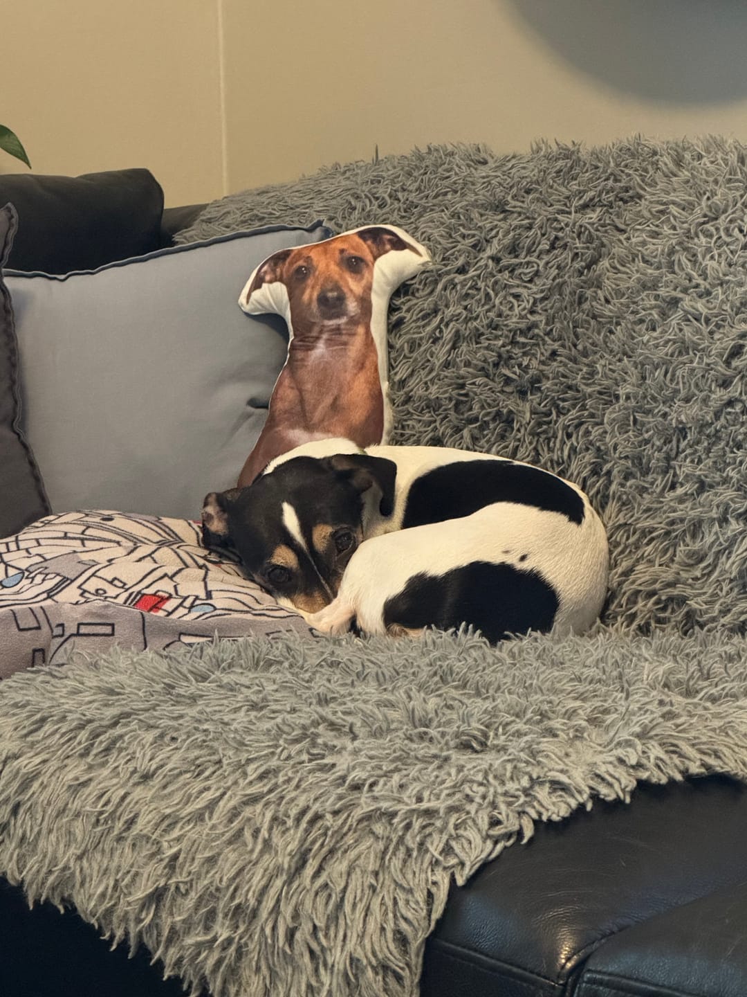 Customer photo review of Custom Pet Shaped Pillow that Look Like your Pet - ThePetPillow