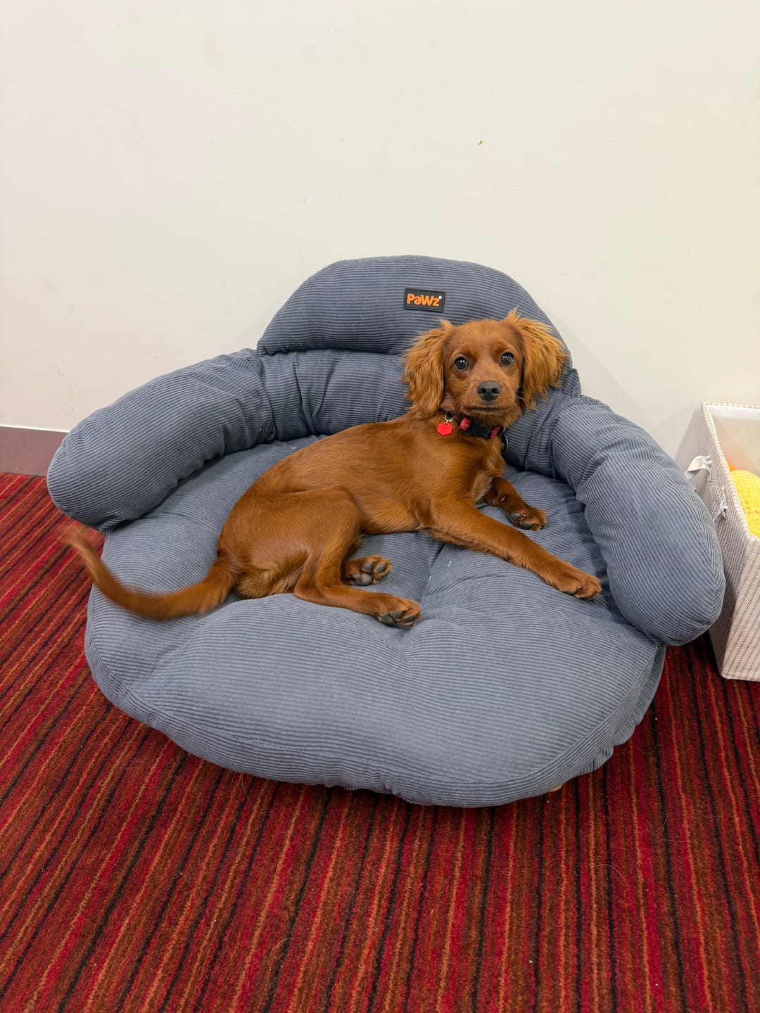 Customer photo review of CloudNest Elevated Pet Sofa Bed