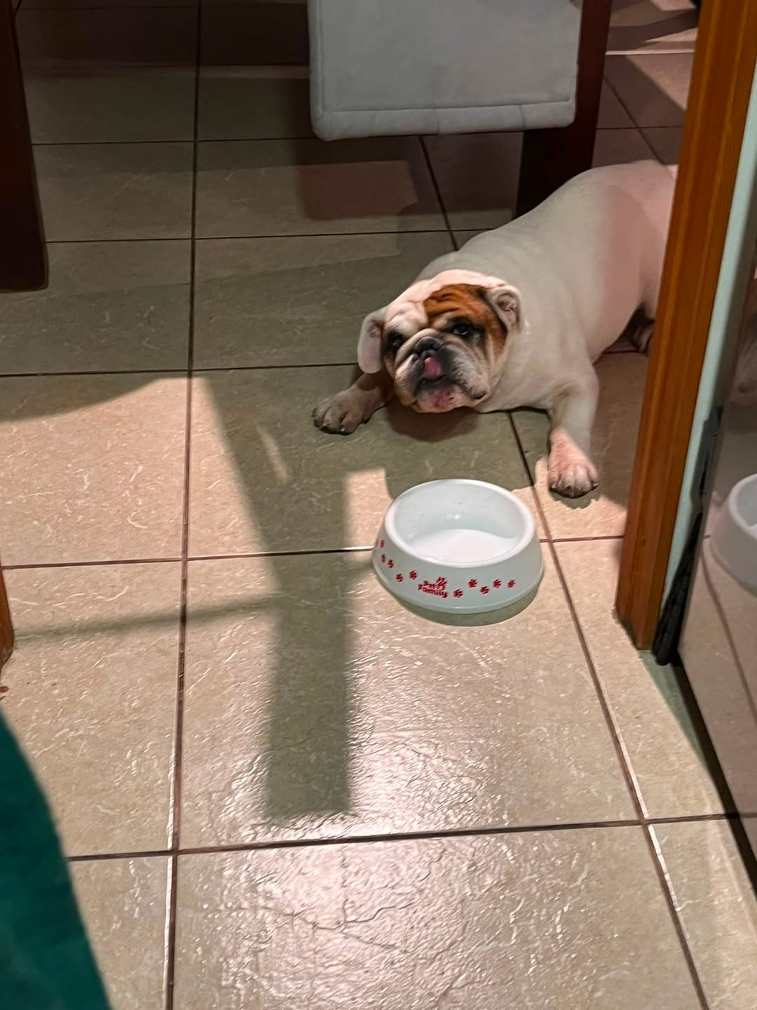 Customer photo review of Plato para Perros PetFamily