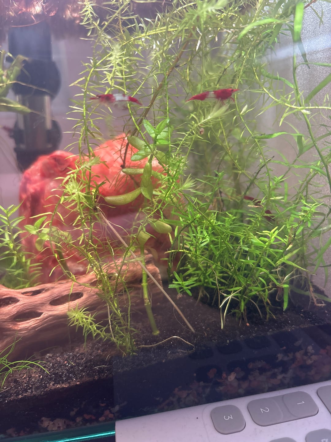 Customer photo review of Red Rili Shrimp