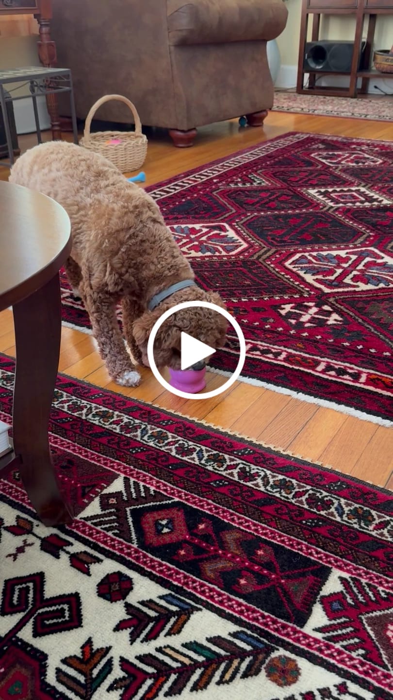 Customer video review of Bone Refills Dog Meat 90 Grams (4 Pack)®