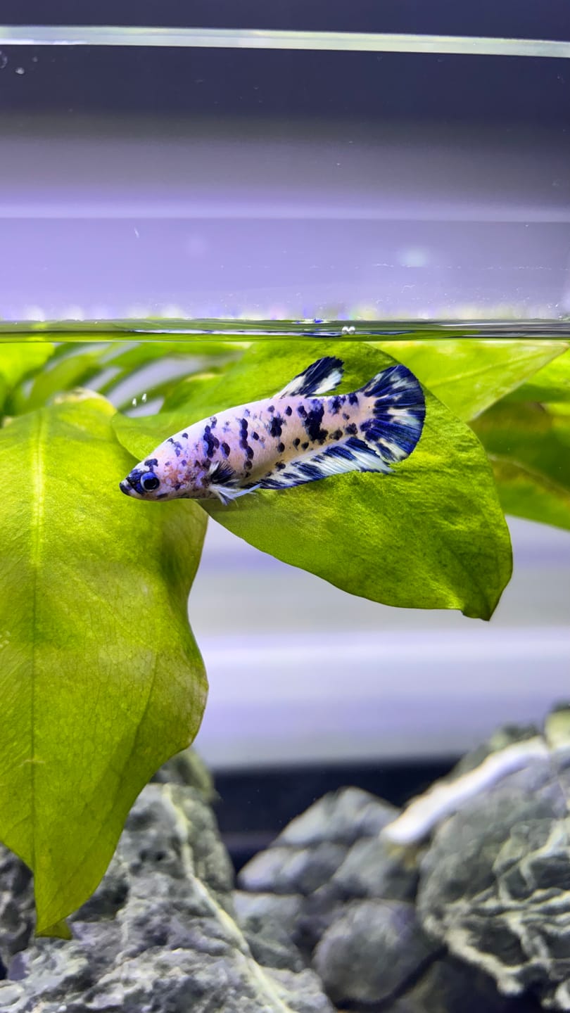 Customer photo review of Female Betta Fish Marble Dot Moo Cow Plakat