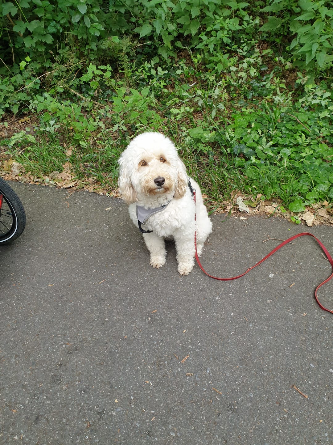 Customer photo review of DNA Test Rassebestimmung Pro Hund