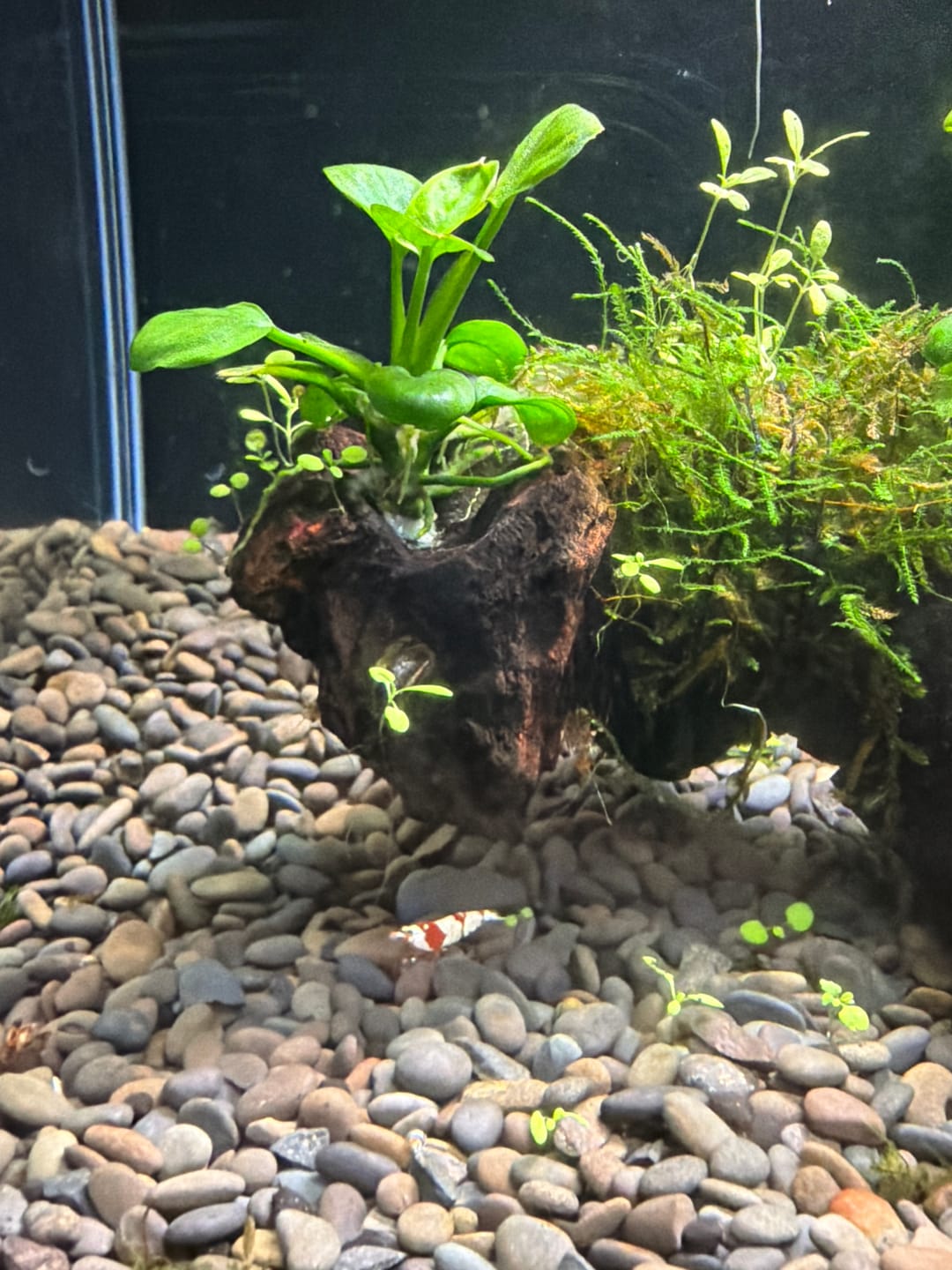 Customer photo review of Crystal Red Shrimp