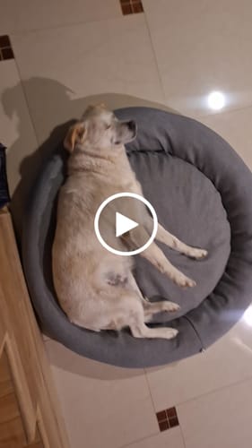 Reseña con vídeo de un cliente sobre Cama Antiestrés para Perros