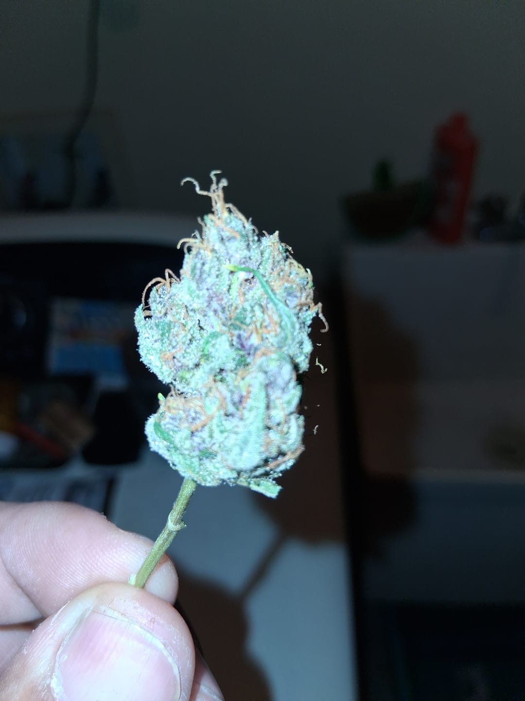 Customer photo review of White Nerds - Bulk - Hybrid