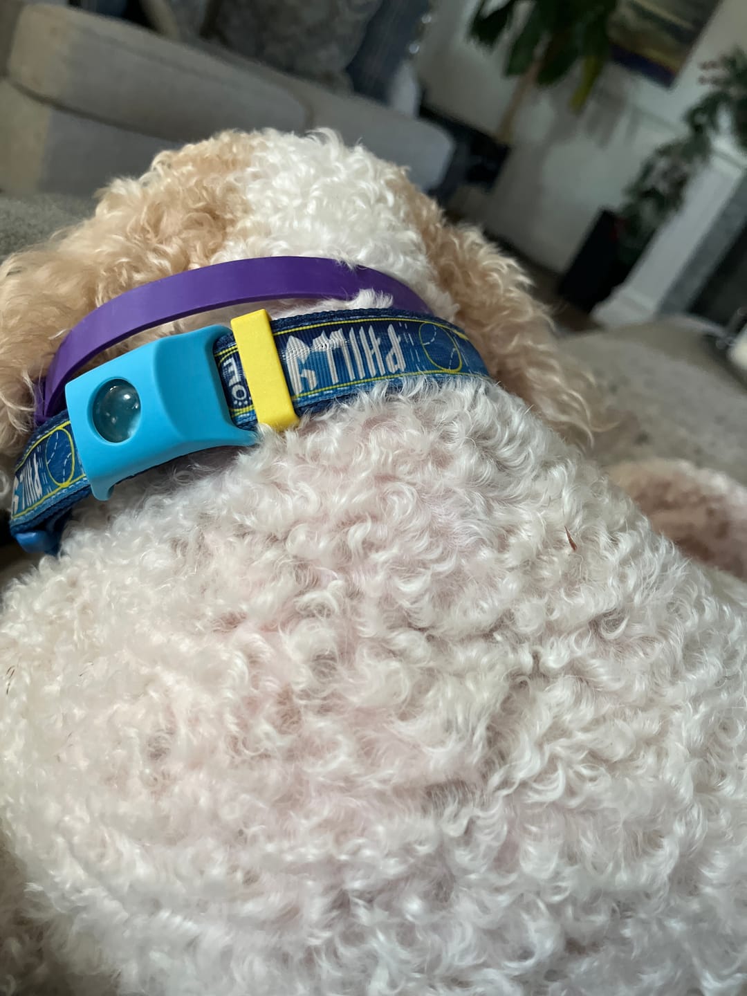 Customer photo review of FurLife™ - Natural Pheromone Calming Collar for Dogs