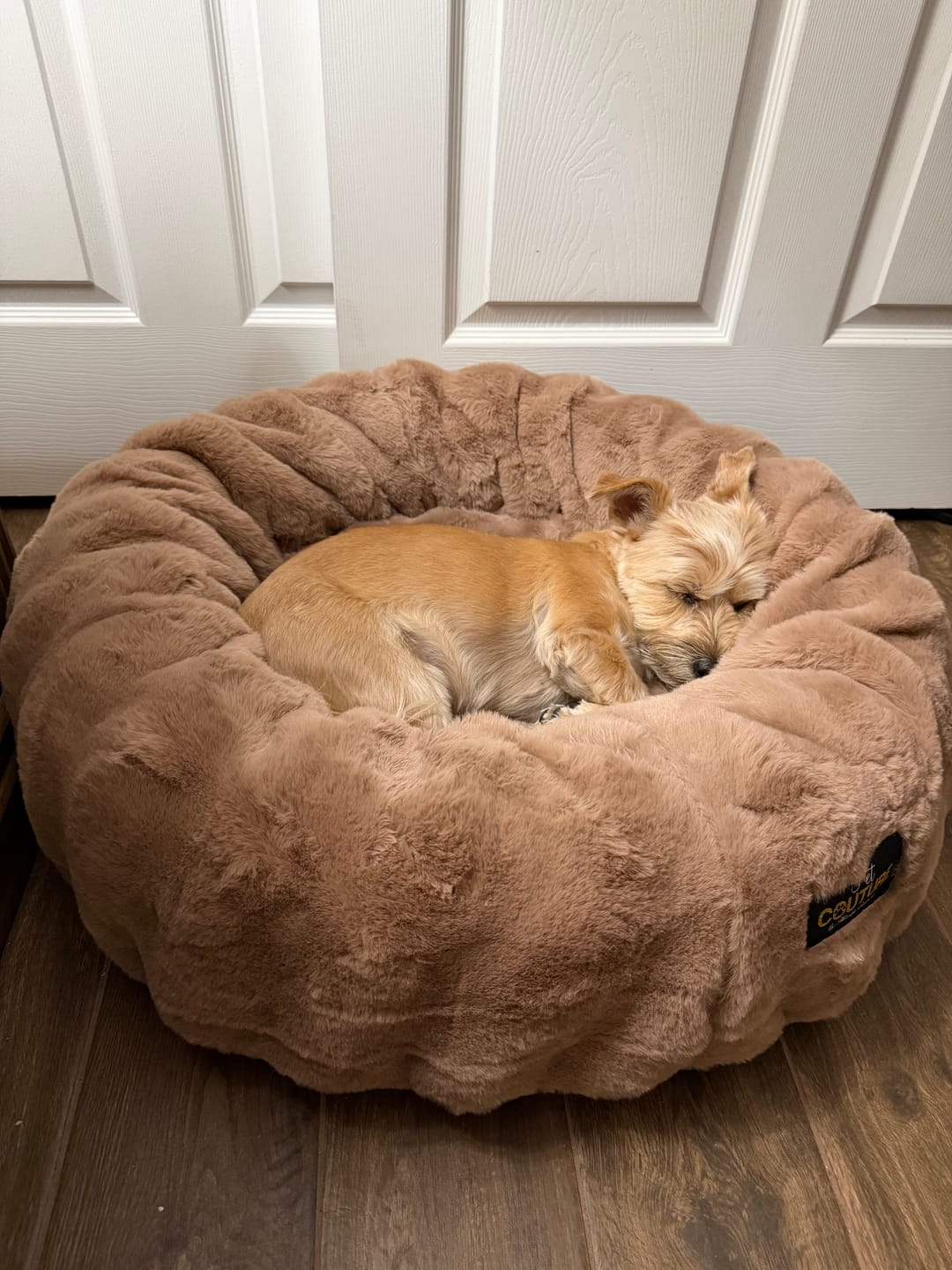 Customer photo review of Milk Chocolate Pet Bed
