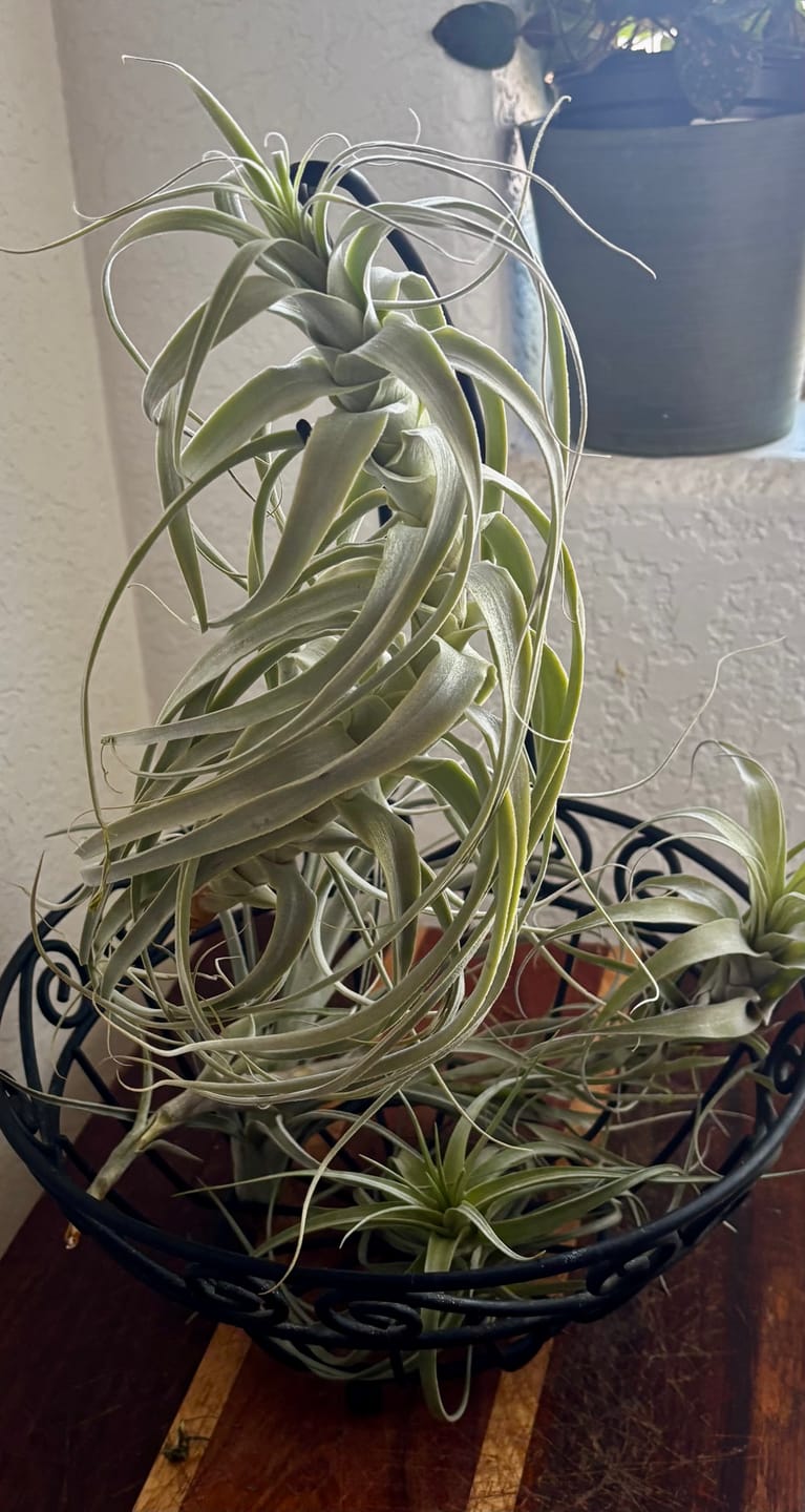 Customer photo review of Air Plant Mystery Box  Curated Tillandsia Collection  5 Tiers Available