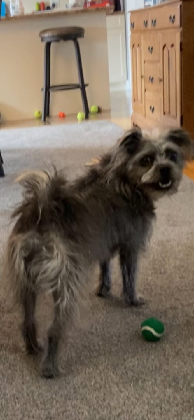 Customer photo review of Himalayan Yak Chew (MEDIUM)