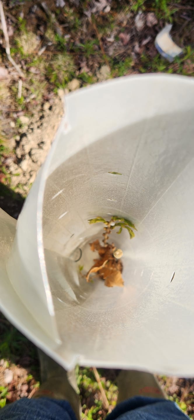 Customer photo review of Hybrid Chestnut