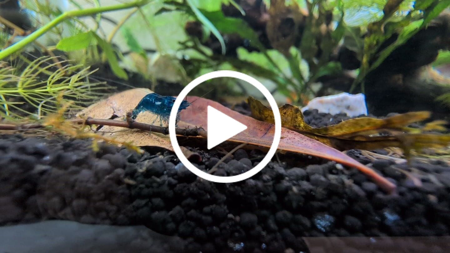 Customer video review of Blue Dream Shrimp