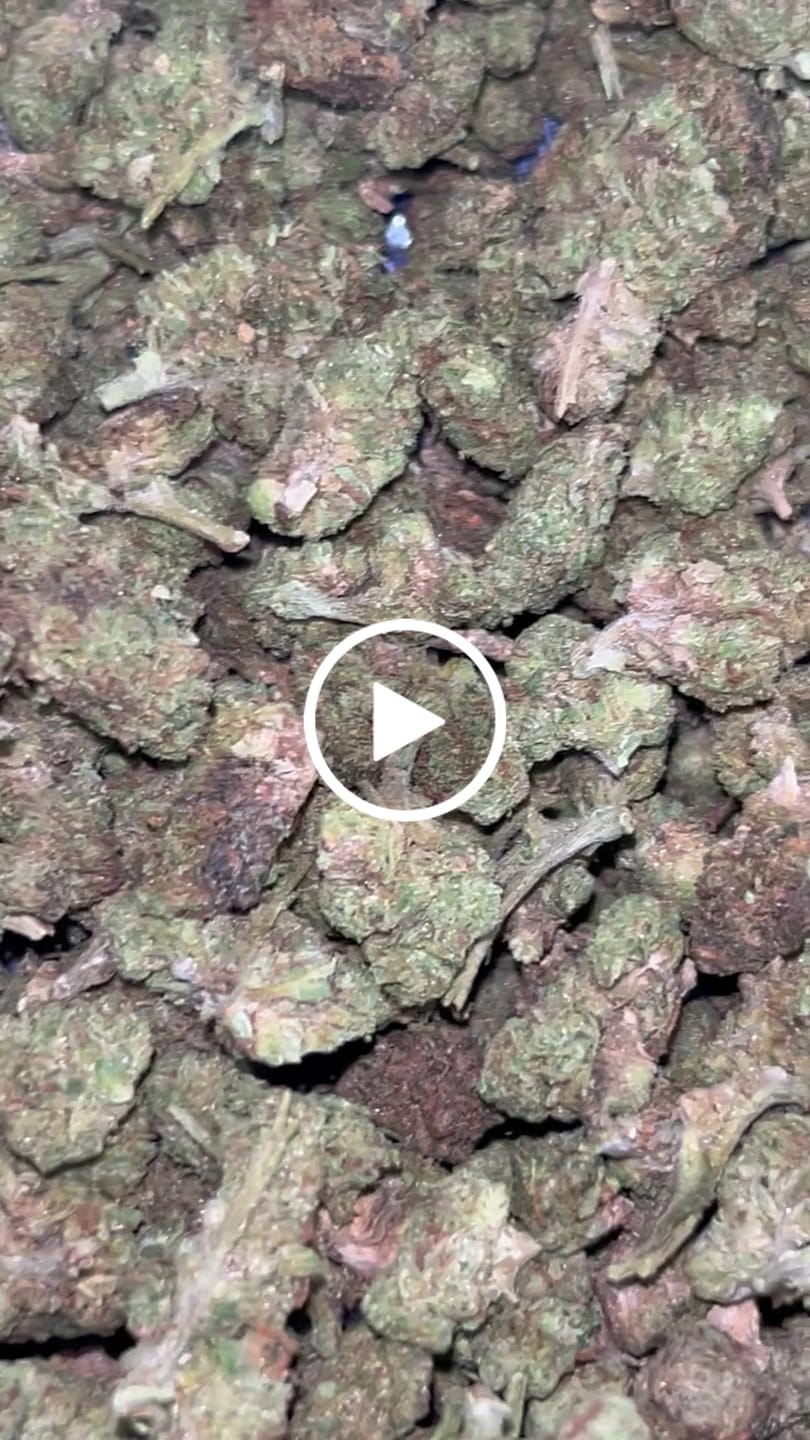 Customer video review of Apple Banana Minis - Bulk Minis - Hybrid