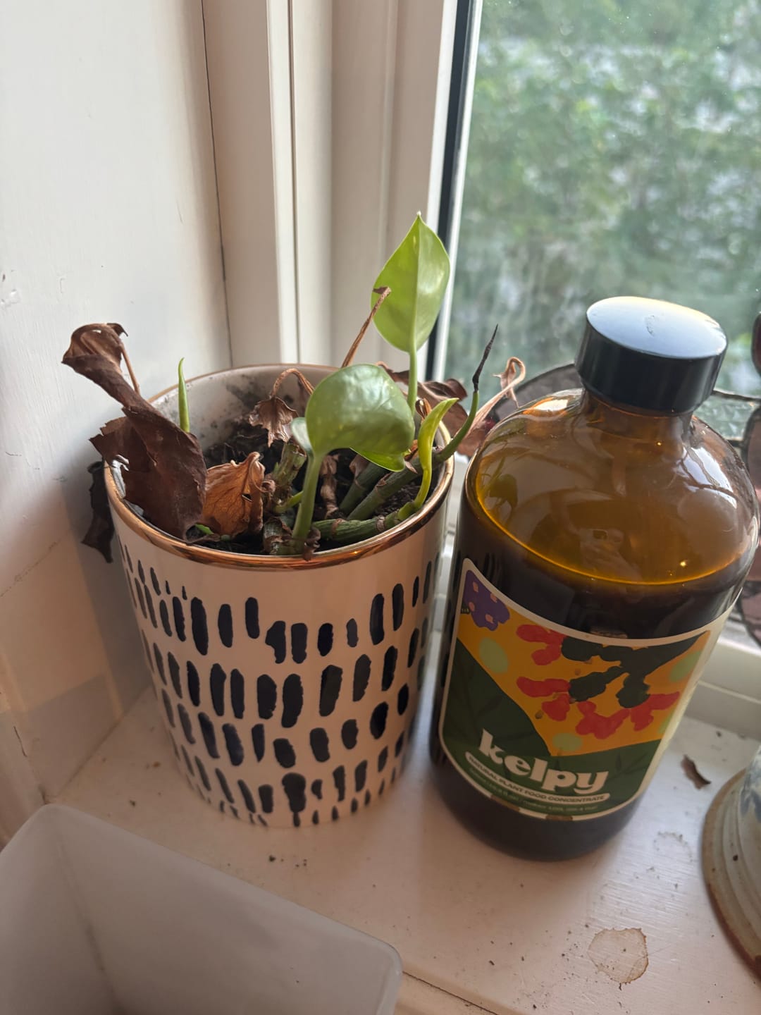 Customer photo review of Kelpy Food for Plants