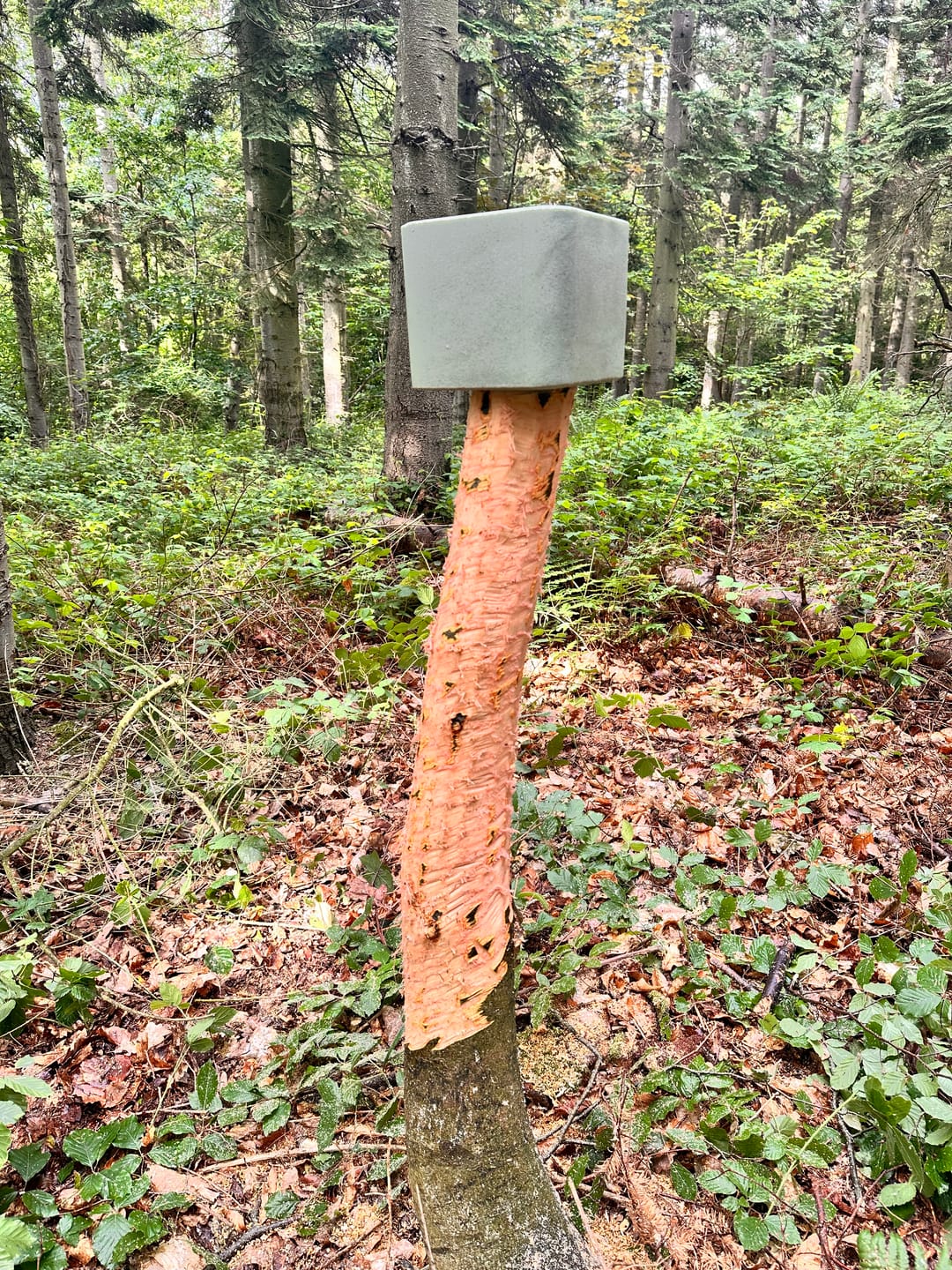 Customer photo review of Wildslife Sliksten