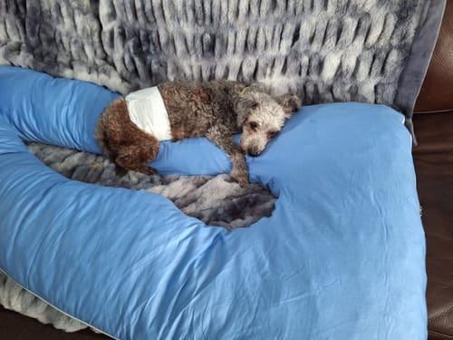 Customer photo review of Memory Foam Pillow Pod