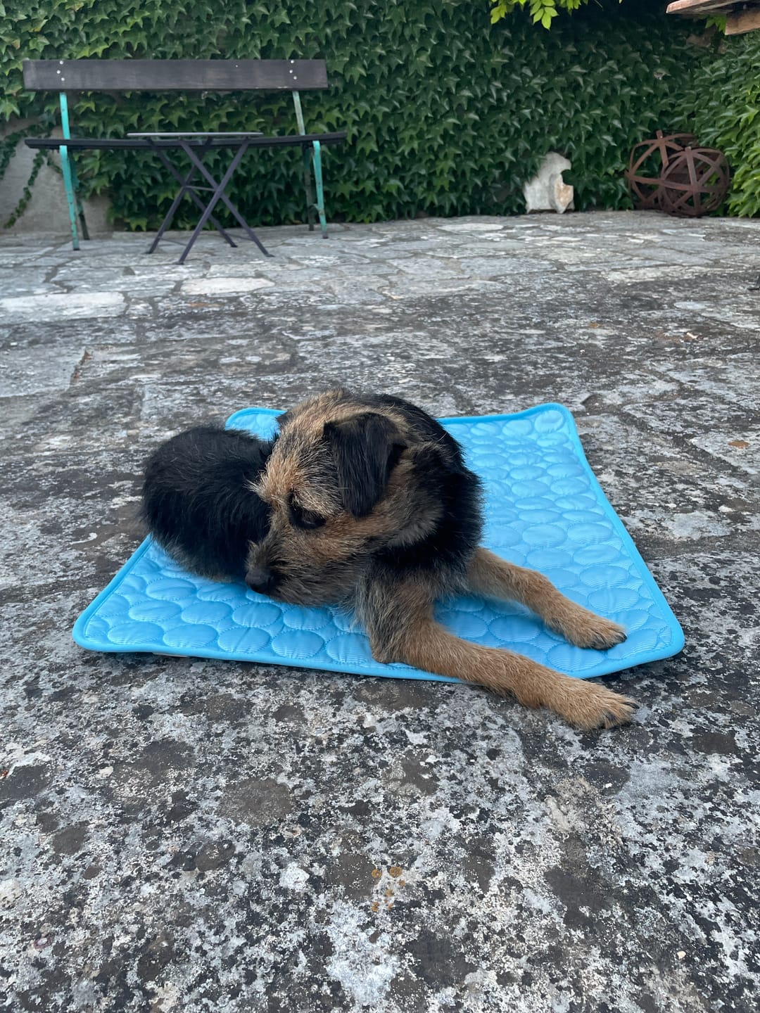 Customer photo review of Tapis Fraîcheur pour Chien – Offrez à votre compagnon un été au frais